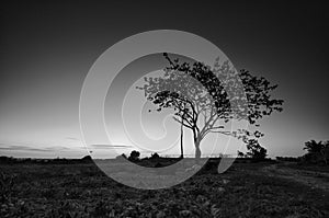 Black and white image of the lonely desolated trees,Â  with moody stormy sky in the background.